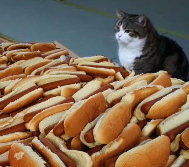 hot dog cat